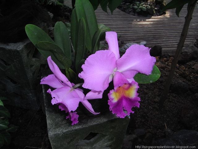 Singapore Orchid